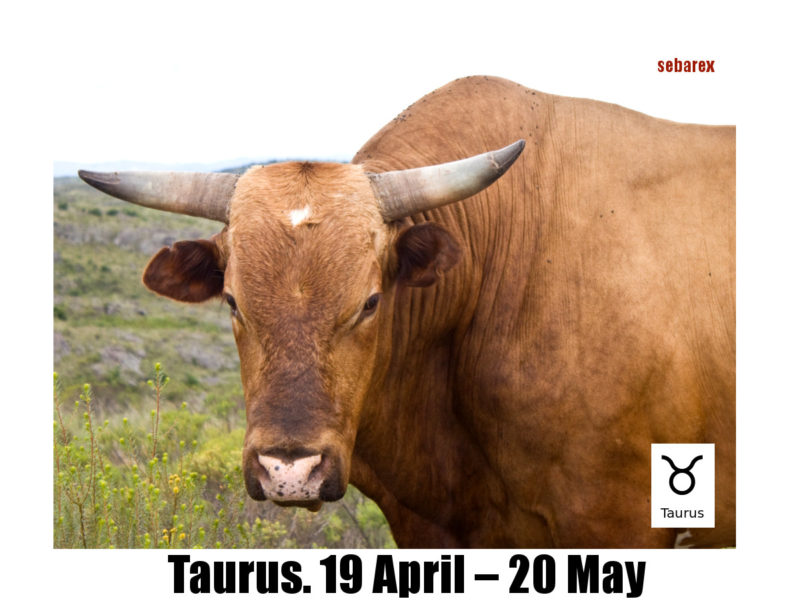 taurus-zodiac-wall
